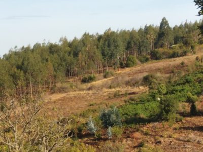 11 ACRES FOR SALE IN NANYUKI - TIMAU